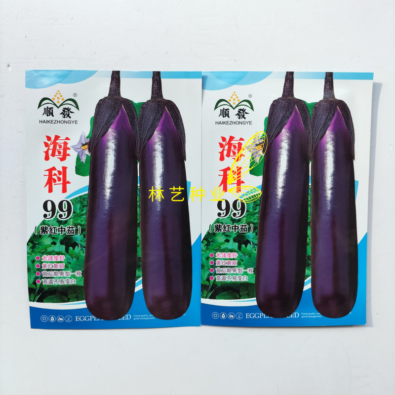 海科99中熟紫红中茄种子深紫色亮丽肉质细嫩果肉白色烧烤茄