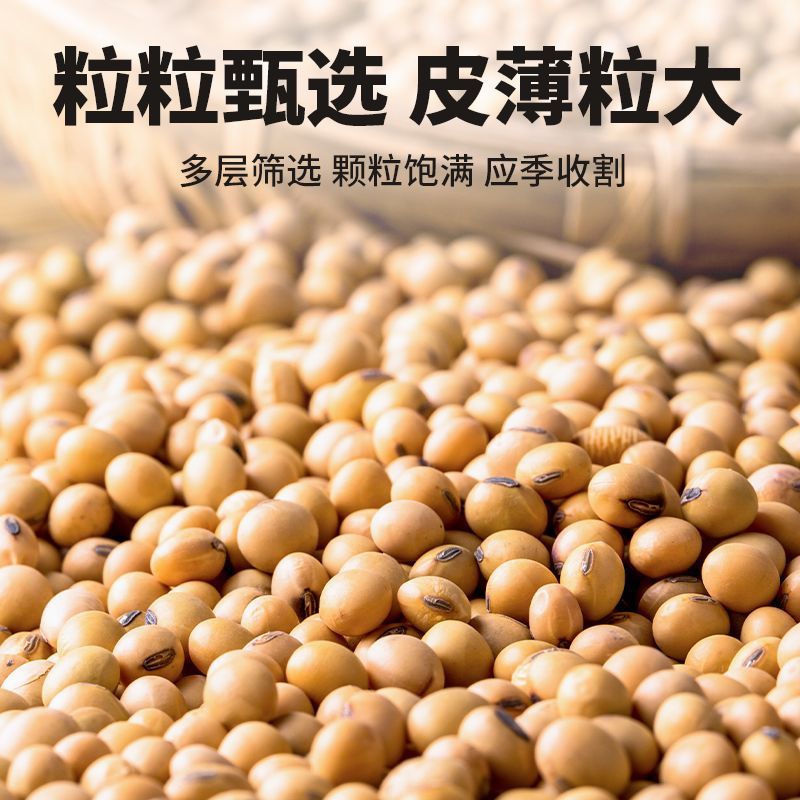 黄豆粒水分10-11无霉变无坏颗粒全国发货送货上门