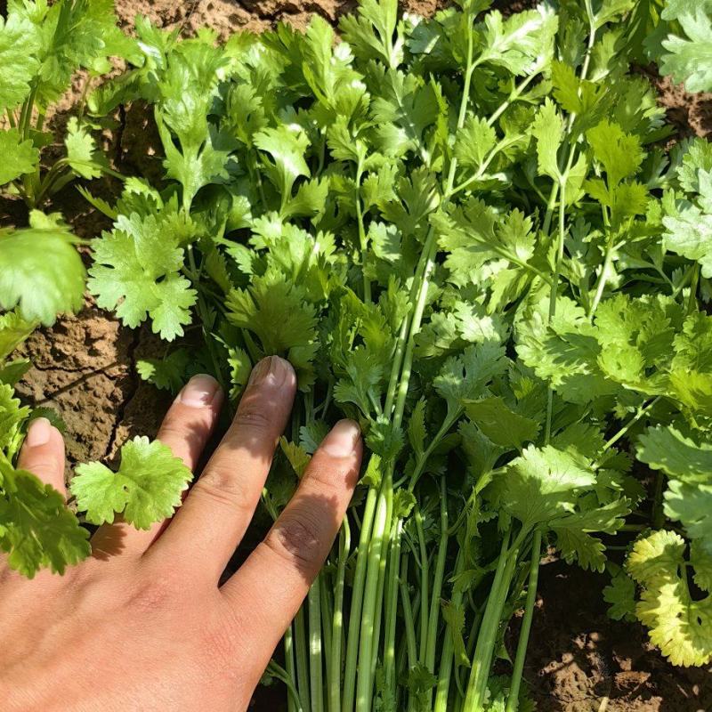 漏天精品香菜
