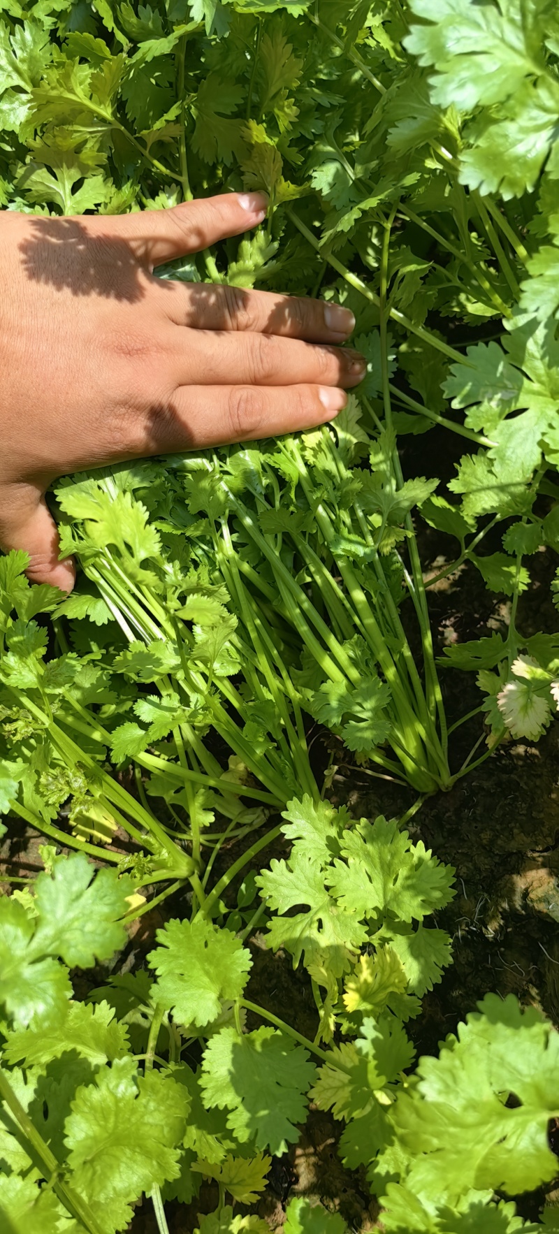 漏天精品香菜