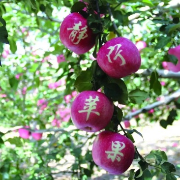 静宁红富士，秦冠，