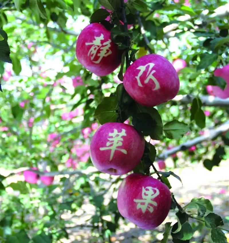 静宁红富士，秦冠，