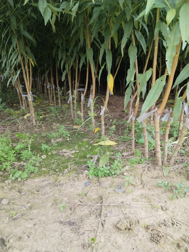 桃树苗，基地直发