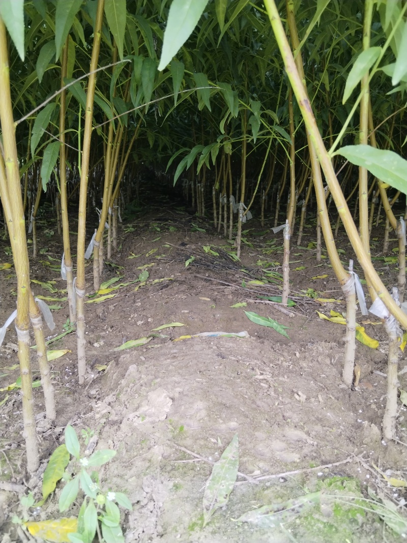 桃树苗，基地直发