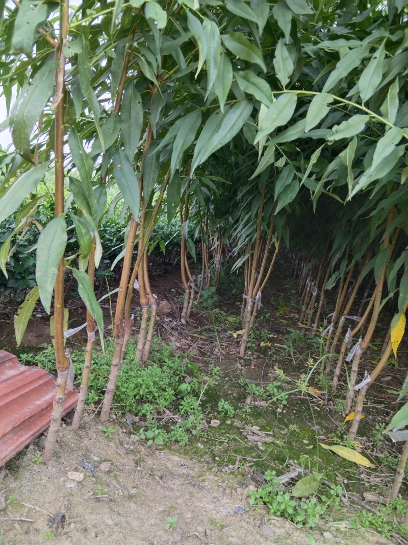 桃树苗，基地直发
