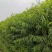 桃树苗，基地直发