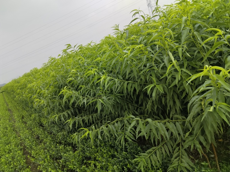 桃树苗，基地直发