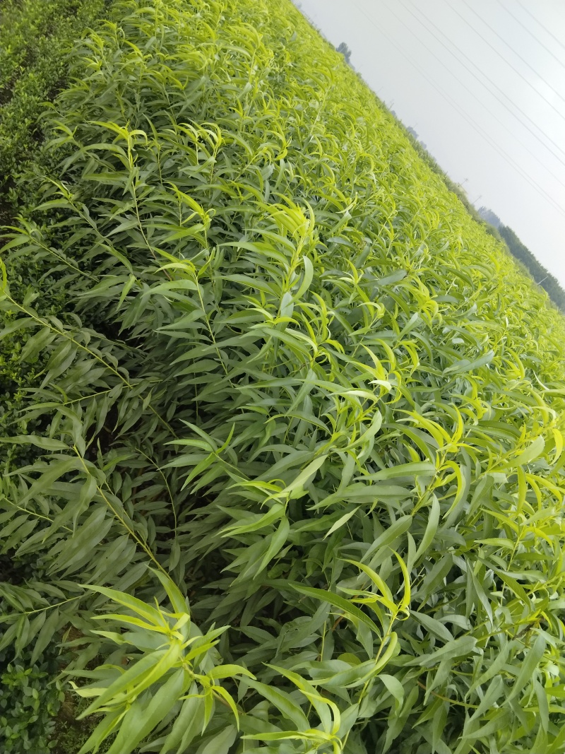 桃树苗，基地直发