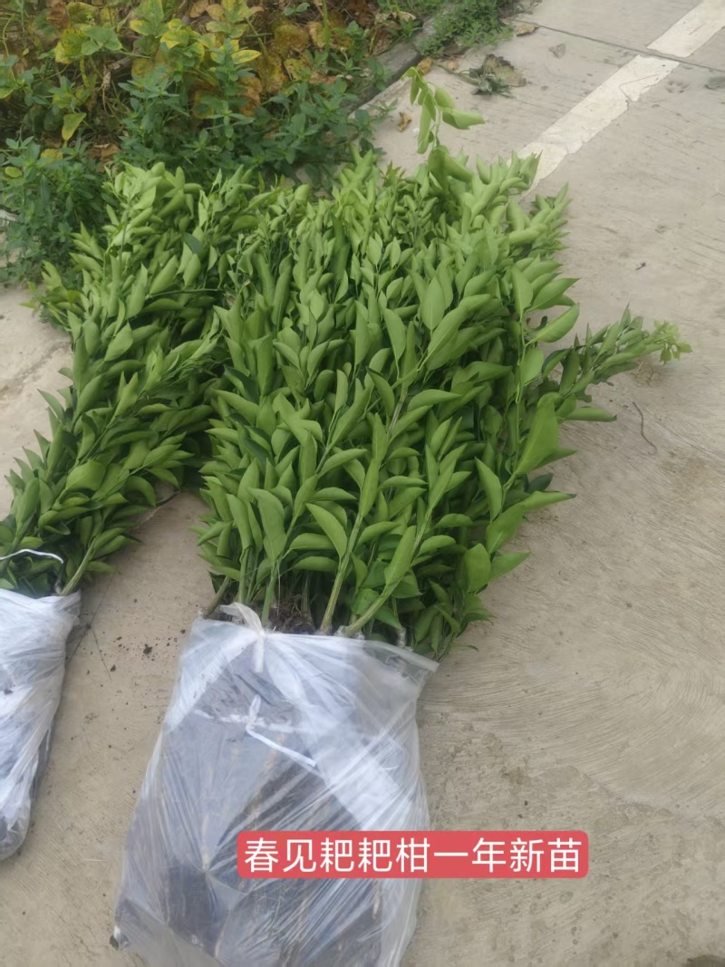 产地春见耙耙柑苗*耙耙柑果树苗保根保湿顺丰发货*耙耙柑苗