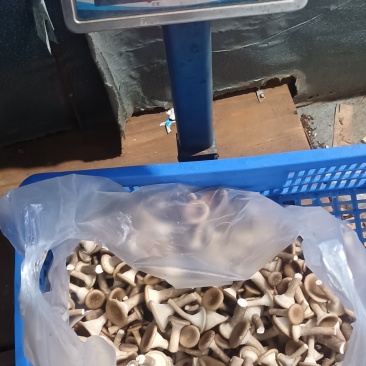 农家精品猪肚菇少量