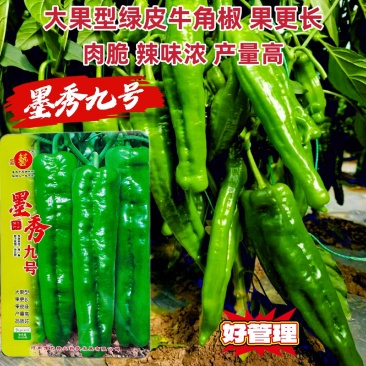 豫艺墨秀九号辣椒种子大果牛角椒种籽绿皮长果青椒种子辣味浓