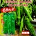 豫艺墨秀九号辣椒种子大果牛角椒种籽绿皮长果青椒种子辣味浓