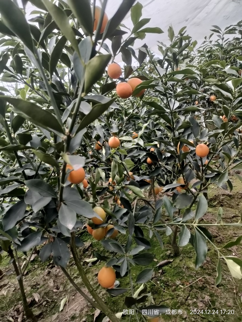 金桔苗脆蜜金桔树苗、脆蜜金柑苗基地直供包品种假一罚十