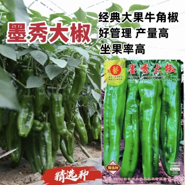 豫艺种业墨秀大椒种子大果牛角椒种籽好管理青椒种子春秋