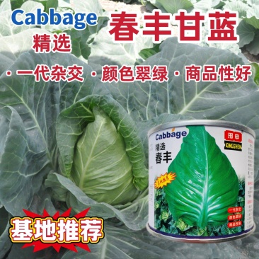 邢申春丰甘蓝种子早熟牛心甘蓝种籽卷心菜包菜种籽耐寒春秋