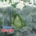 邢申春丰甘蓝种子早熟牛心甘蓝种籽卷心菜包菜种籽耐寒春秋