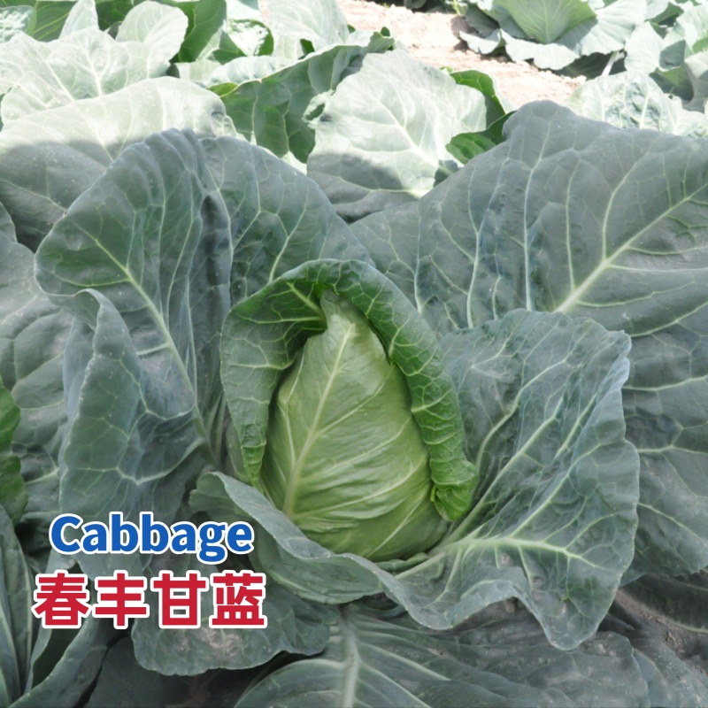 邢申春丰甘蓝种子早熟牛心甘蓝种籽卷心菜包菜种籽耐寒春秋
