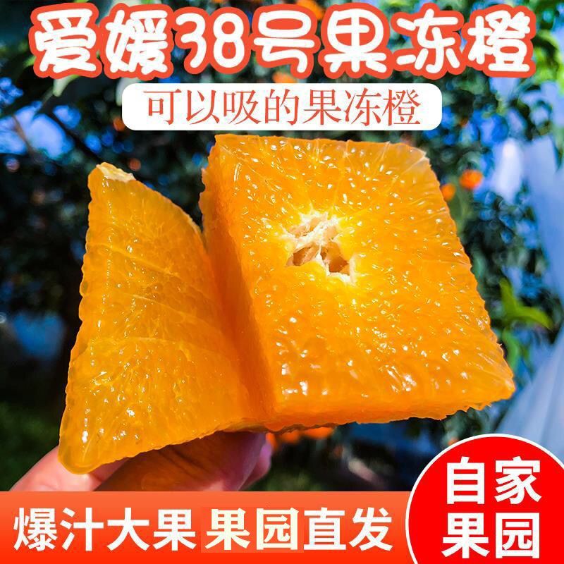 精选爱媛果冻橙38号对接商超团购电商一条龙