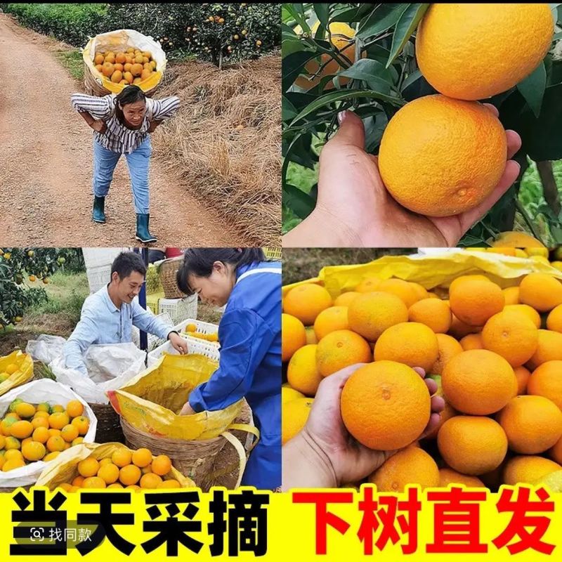 畅销推荐爱媛38号果冻橙基地直发保质保量对接一条龙