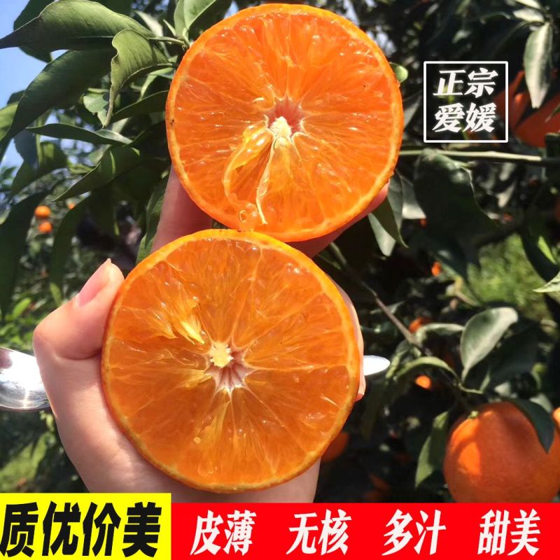 畅销推荐爱媛38号果冻橙基地直发保质保量对接一条龙