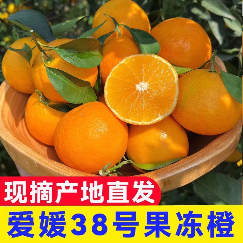 畅销推荐爱媛38号果冻橙基地直发保质保量对接一条龙
