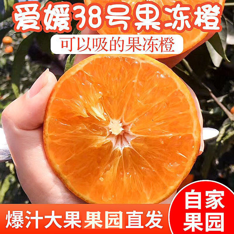 畅销推荐爱媛38号果冻橙基地直发保质保量对接一条龙