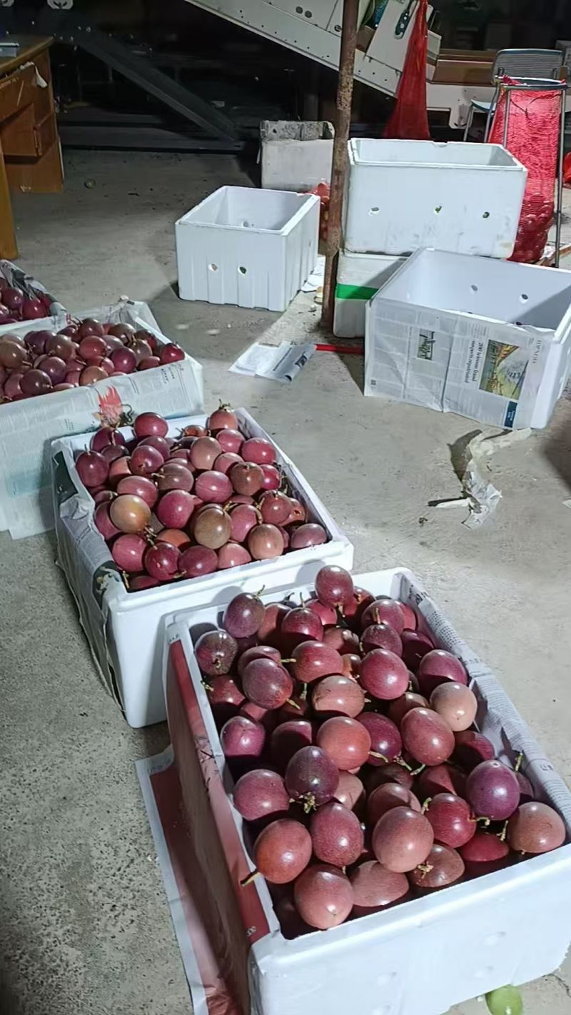 钦蜜88百香果批发