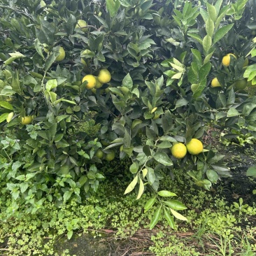 云南冰糖橙对接电商通货