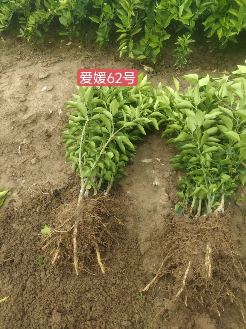 早熟爱媛62号新品苗*大果型爱媛62号苗*62大果易剥皮