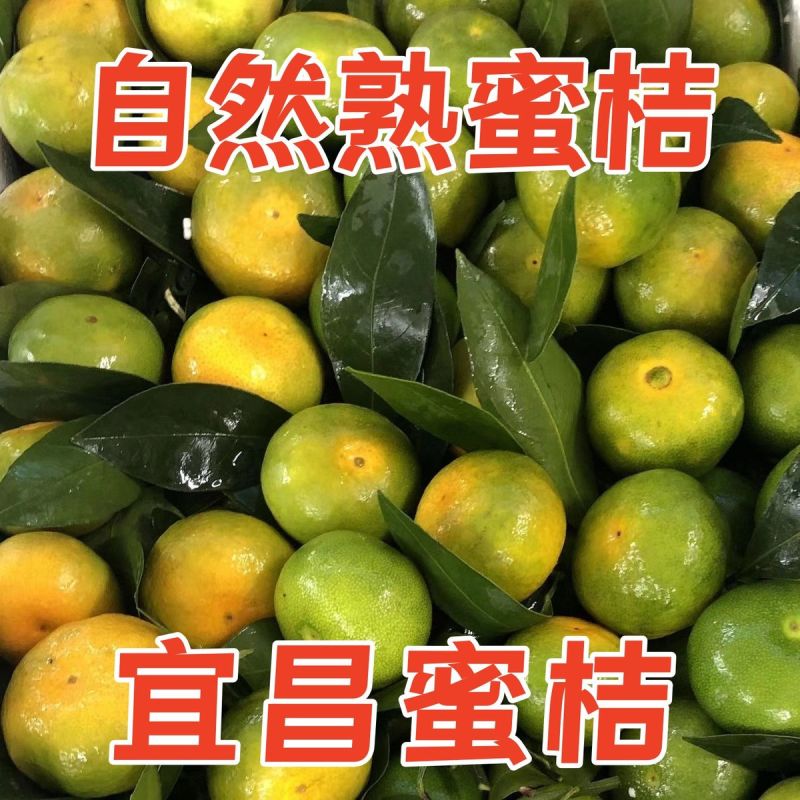 实力【出口/电商】蜜橘基地直发对接商超团购电商一条龙