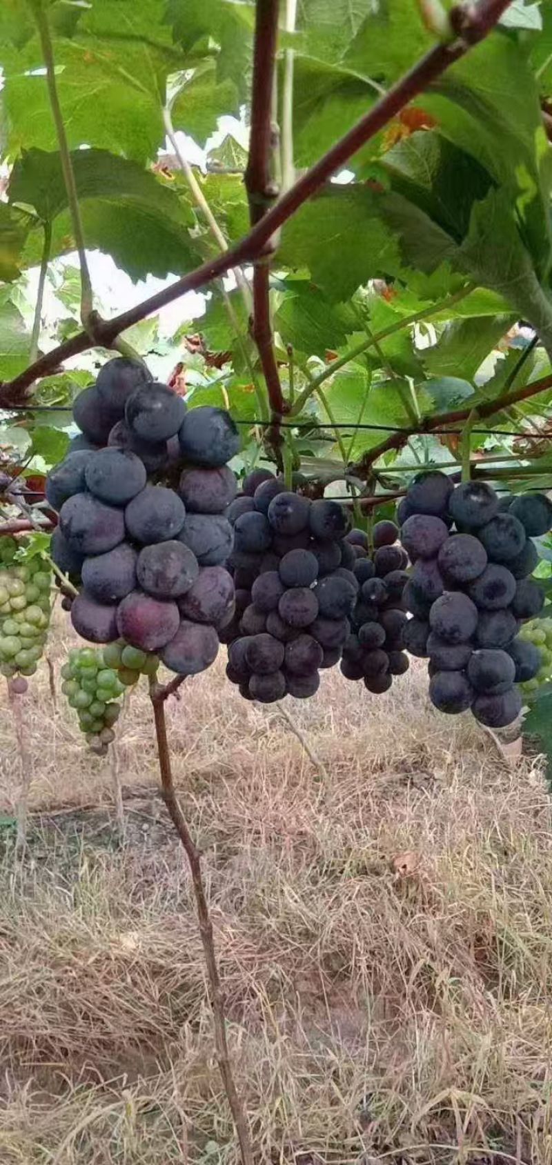 巨峰葡萄