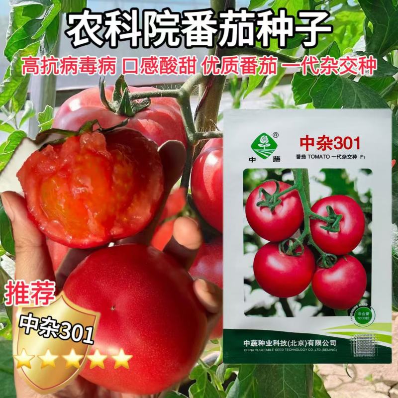 中蔬中杂301番茄种子抗病毒番茄种籽无限生长型