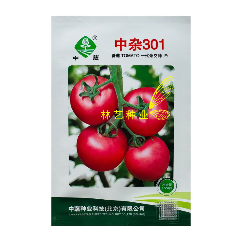 中蔬中杂301番茄种子抗病毒番茄种籽无限生长型