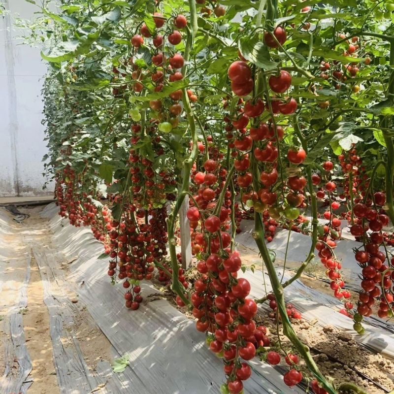 冰淇淋串串红小番茄种子无限生长果圆形高产抗病小西红柿种籽