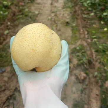 菏泽市牡丹区西关出售山农酥梨大白梨脆梨