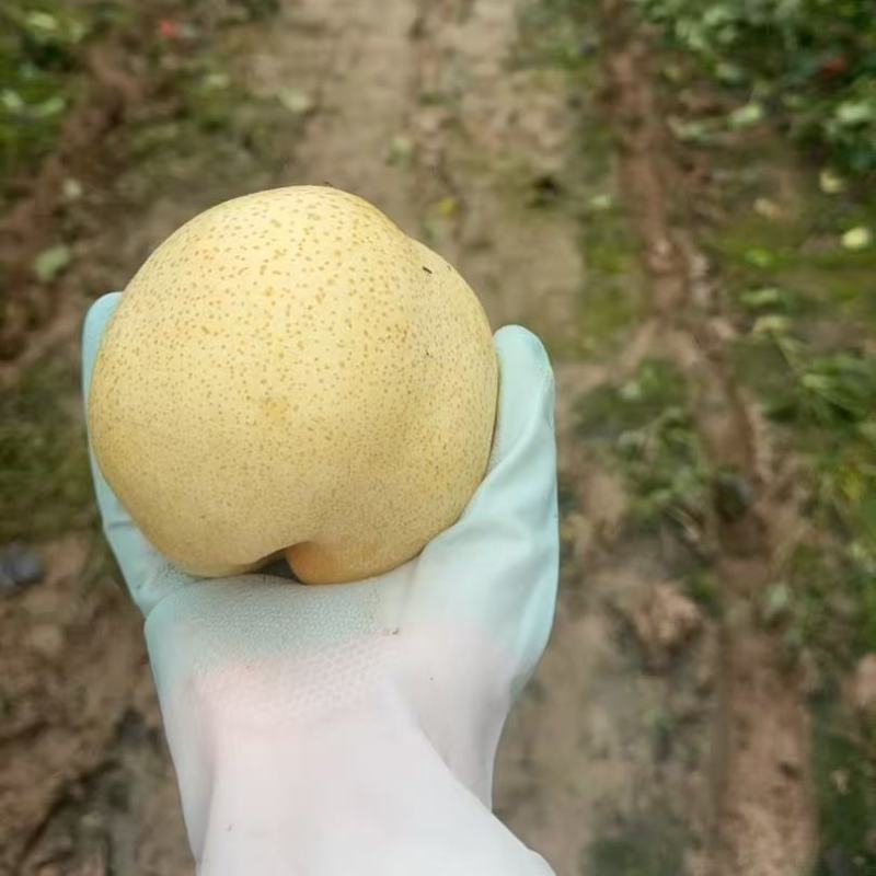菏泽市牡丹区西关出售山农酥梨大白梨脆梨