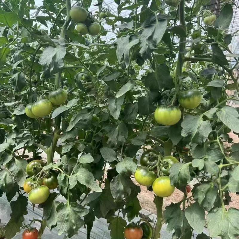 柿子味儿水果番茄种子绿肩草莓柿子西红柿种子糖度高口感好