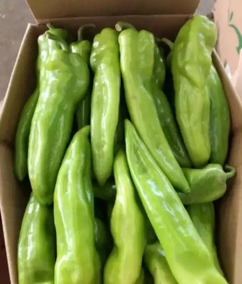 黄皮尖椒，源头好货产地直发
