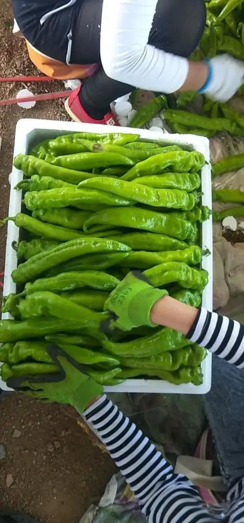 黄皮尖椒，源头好货产地直发