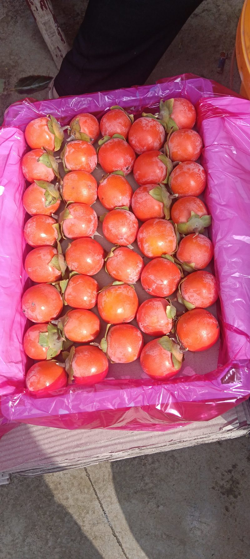 小吊红柿子，火葫芦柿子正在上市中，颜色鲜红，口感特甜，