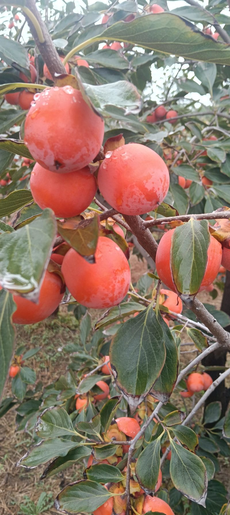 小吊红柿子，火葫芦柿子正在上市中，颜色鲜红，口感特甜，