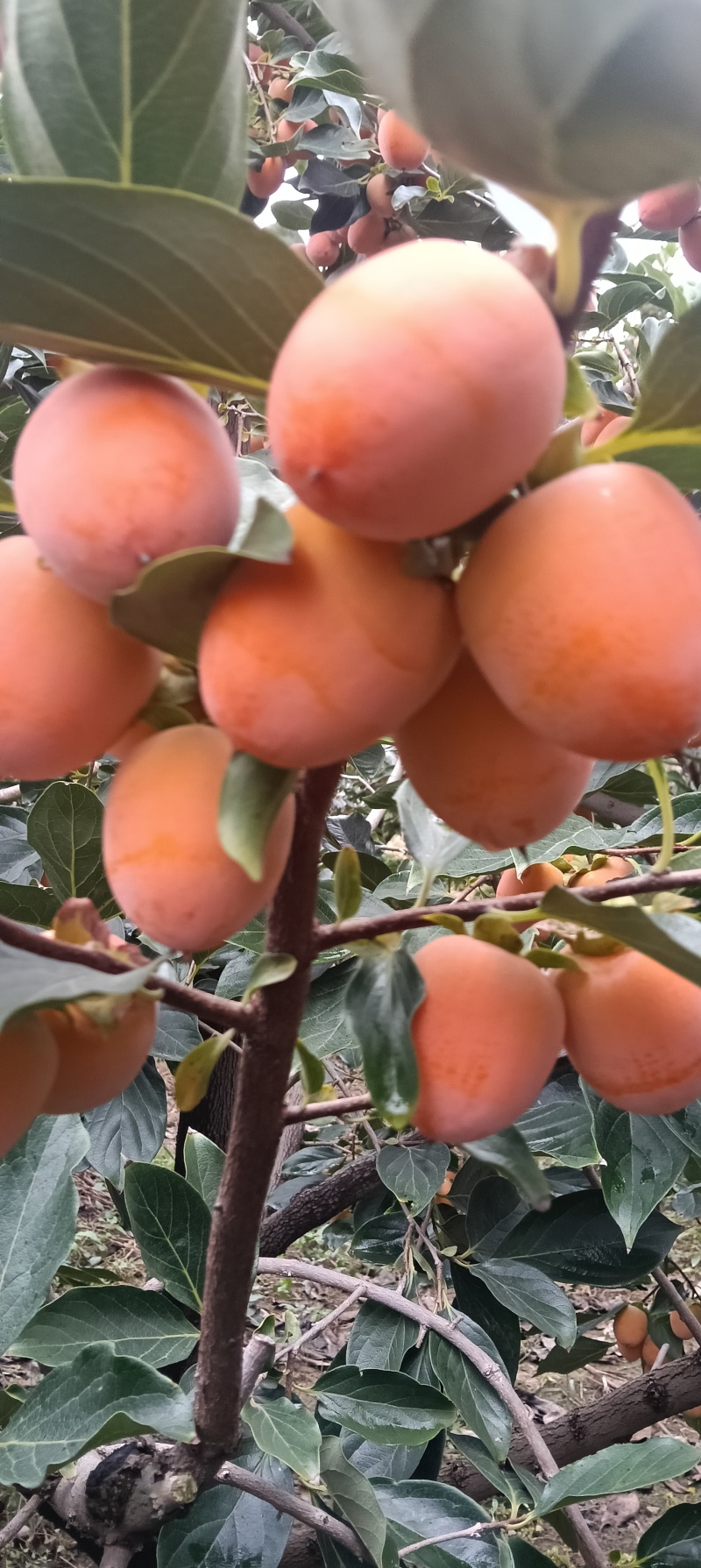 小吊红柿子，火葫芦柿子正在上市中，颜色鲜红，口感特甜，
