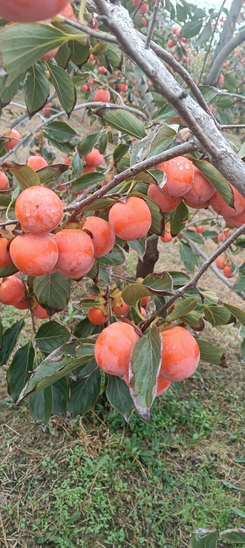 小吊红柿子，火葫芦柿子正在上市中，颜色鲜红，口感特甜，