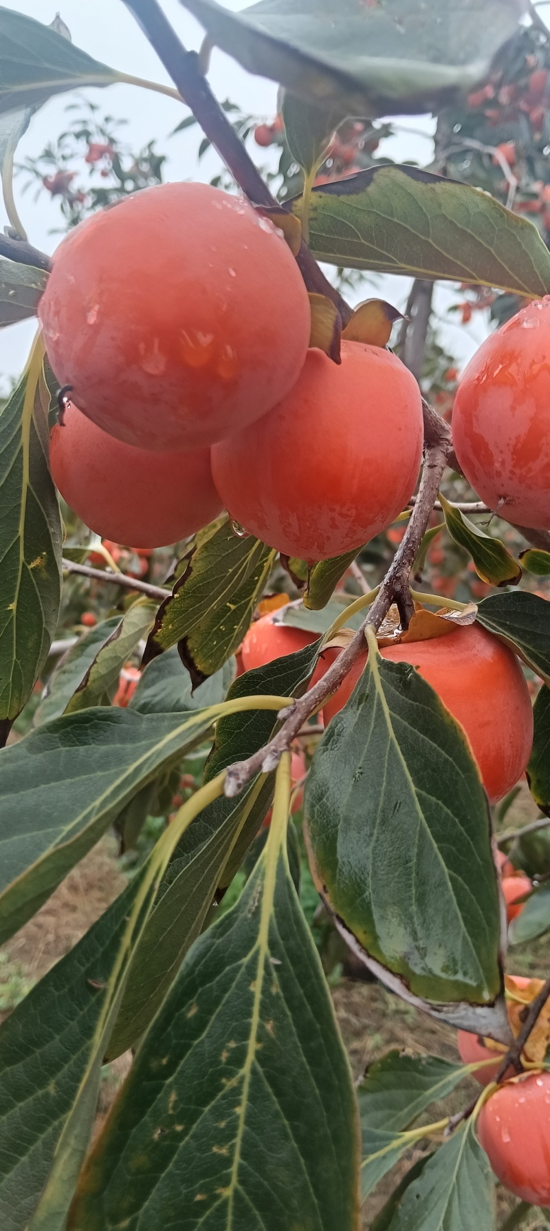 小吊红柿子，火葫芦柿子正在上市中，颜色鲜红，口感特甜，