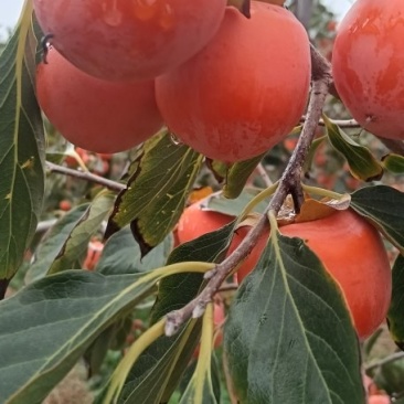 小吊红柿子，火葫芦柿子正在上市中，颜色鲜红，口感特甜，