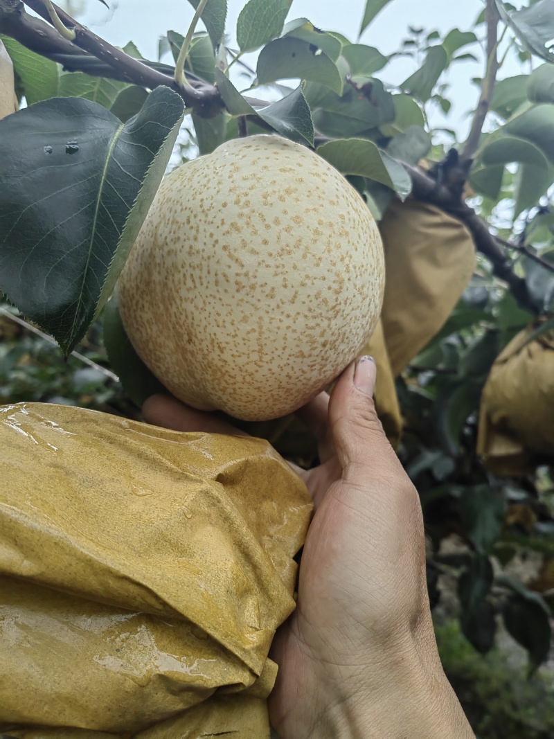 山农酥梨，产地烟台莱阳，栖霞。糖度高，无渣。脆甜！