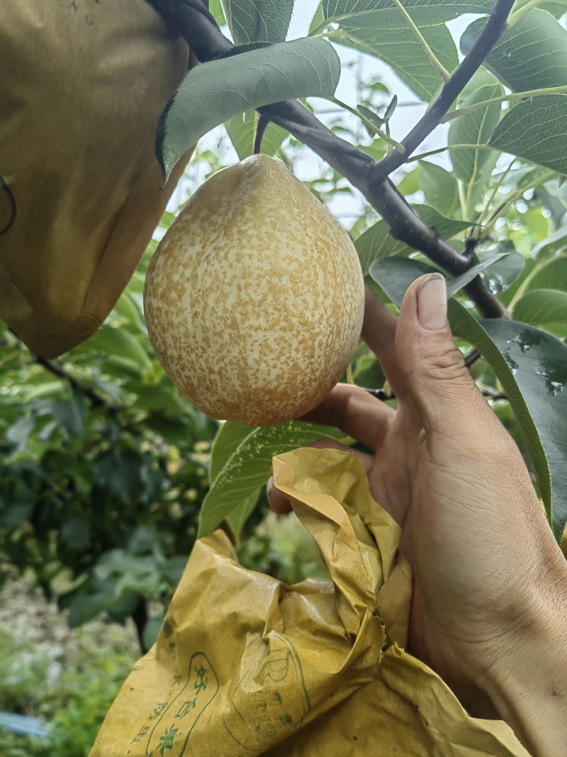 山农酥梨，产地烟台莱阳，栖霞。糖度高，无渣。脆甜！