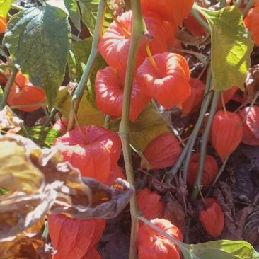 吉林优质红菇娘灯笼果种根成活率高免费提供种植技术
