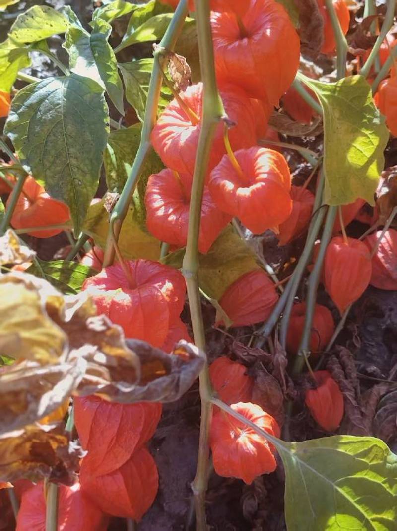 吉林优质红菇娘灯笼果种根成活率高免费提供种植技术