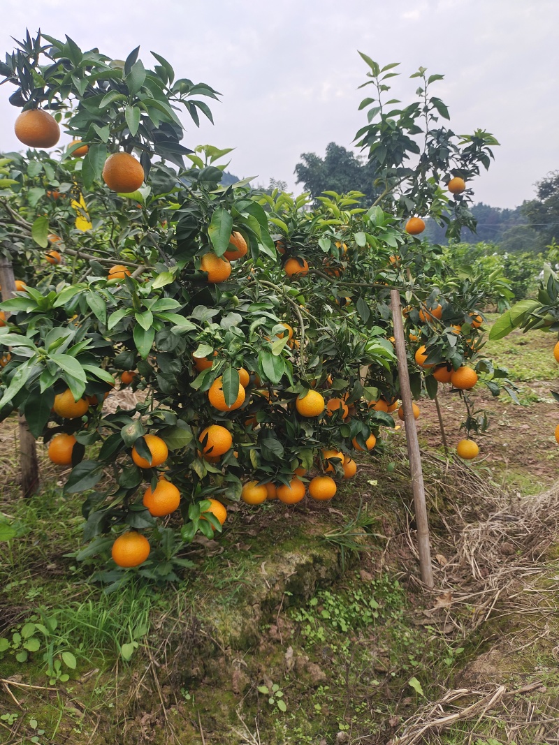 高山沙地爱媛果冻橙，口感细腻香甜，高品质优选